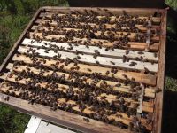 Bienenvolk Bayern - Amberg Vorschau