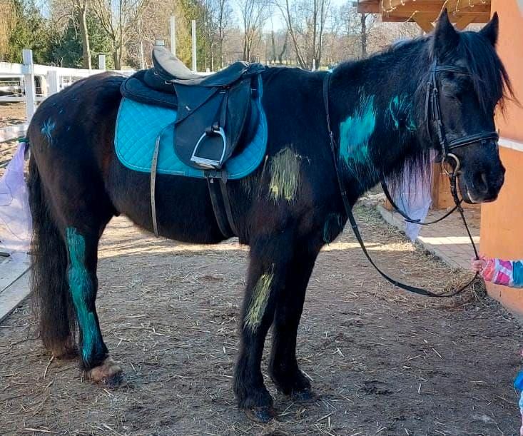 Biete Reittherapie direkt in Zörbig in Zörbig