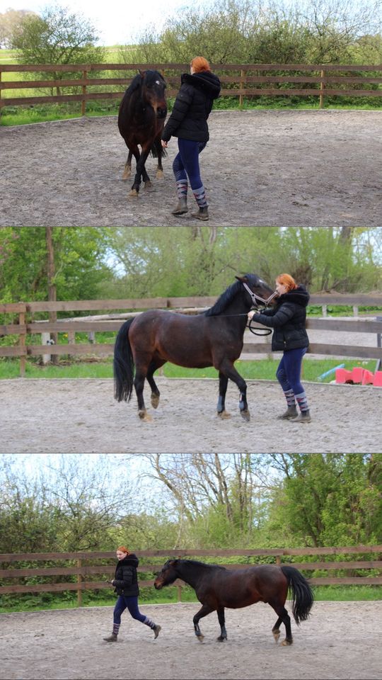 Reitbeteiligung ( Mensch sucht Pferd ) in Niepars