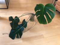 Monstera Deliciosa Steckling Hessen - Aßlar Vorschau