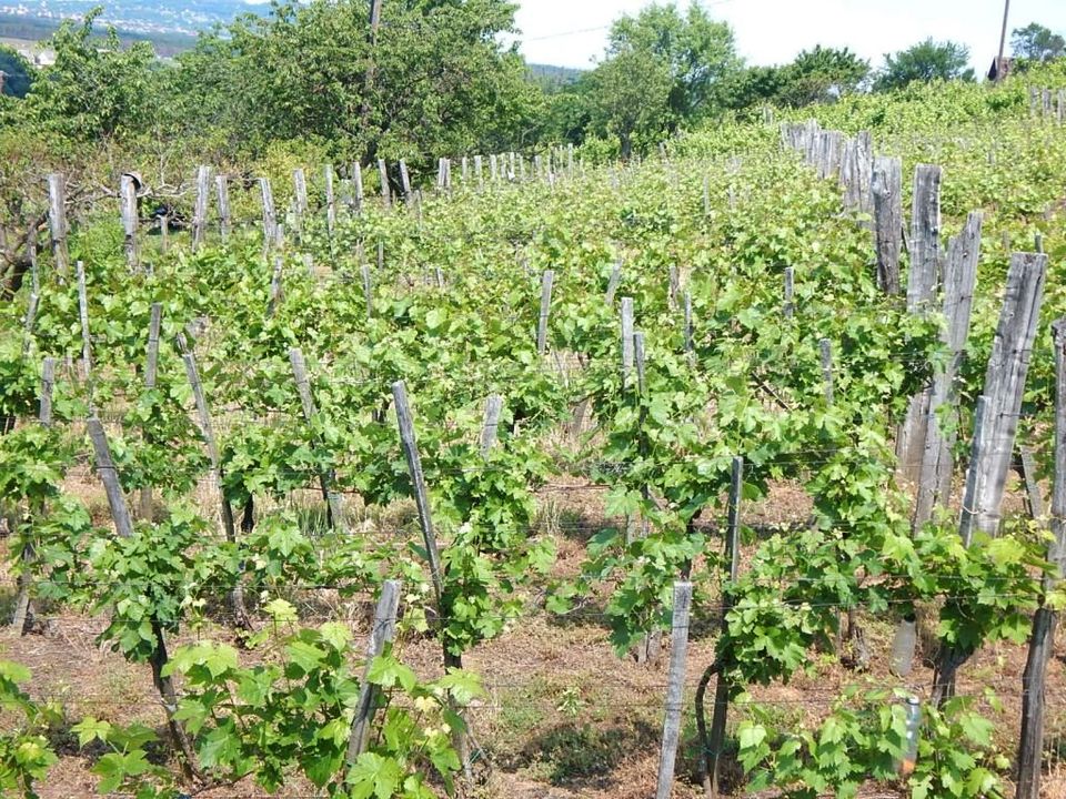 (A-A-) Weinbergpinze in toller Lage bei Tapolca / UNGARN in Bad Zwischenahn