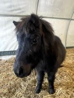 Shetty Shetties Shettlandpony Pony Fohlen Minishetty Minipony Nordrhein-Westfalen - Sprockhövel Vorschau