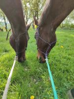 3 Pferde suchen Reitbeteiligung / Pflegebeteiligung Hessen - Kassel Vorschau