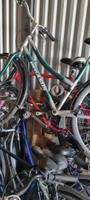 Damen und Herren Fahrrad Bayern - Karlsfeld Vorschau