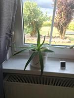 Aloe Vera Pflanzen Niedersachsen - Wustrow (Wendland) Vorschau