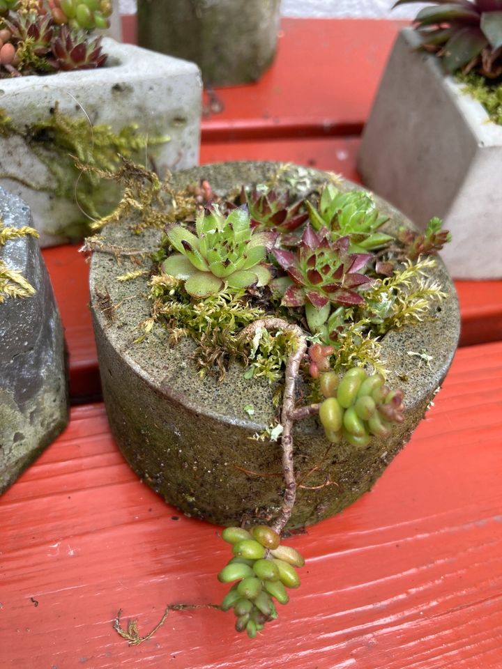 Beton Topf mit Sedum Sukkelenten Garten Balkon DIY ❤️ 6 Stück in Hamburg