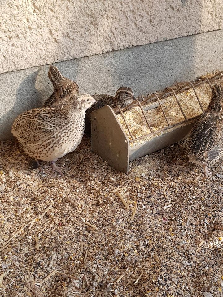 Verkaufe wachteln/legewachteln in Eibau-Walddorf