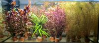 Aquarienpflanze Aquariumpflanze Aquarium Nordrhein-Westfalen - Bünde Vorschau