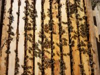 Bienenvölker Buckfast (Zander Maß) Bayern - Gerolzhofen Vorschau