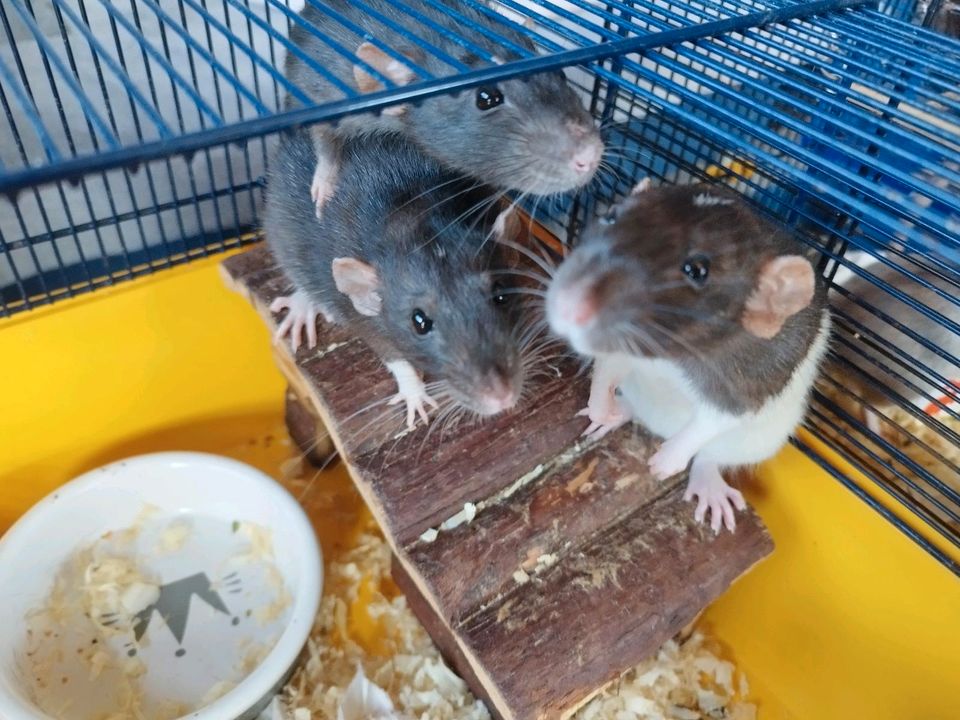 Ratten Verkaufen in Mengerskirchen