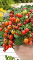 Balkontomaten, Buschtomaten Rotkäppchen Sachsen-Anhalt - Hohenwarsleben Vorschau