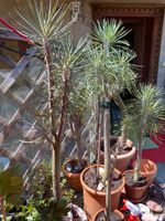 Affenpalme, senecio Kleinia, exotische Pflanze Bayern - Bernried Niederbay Vorschau