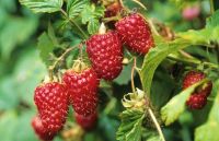 Kräftige Himbeeren Sträucher Ruten Nordrhein-Westfalen - Waldbröl Vorschau