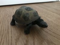 Schleich Schildkröte Spielzeug Nordrhein-Westfalen - Korschenbroich Vorschau