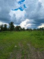 Biete Offenstall platz/Aufzucht für Hengst/Wallach Bergedorf - Kirchwerder Vorschau