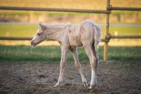 Tolle Palomino Stute 2-jährig Niedersachsen - Osnabrück Vorschau