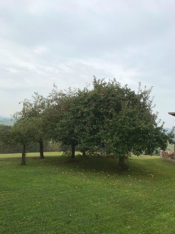 Bio Äpfel, Apfelsaft oder Apfelmost aus eigenem Anbau in Waldkirchen