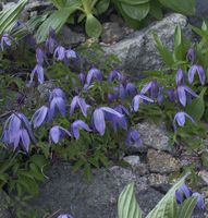 Alpen Waldrebe 100-125cm - Clematis alpina Niedersachsen - Bad Zwischenahn Vorschau