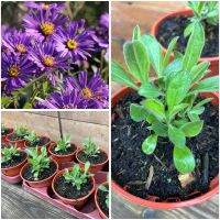 Aster amellus 'Butzemann', Staude, Stück 3,50 Euro Niedersachsen - Osteel Vorschau