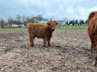 Highland cattle, Hochlandrinder, Kühe, Rinder, Absetzer Sachsen - Döbeln Vorschau