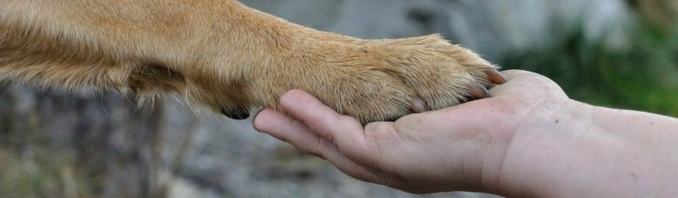 Tierurnen und Tiererinnerungen auf www.DieTierbestatterin.de in Staßfurt-Üllnitz