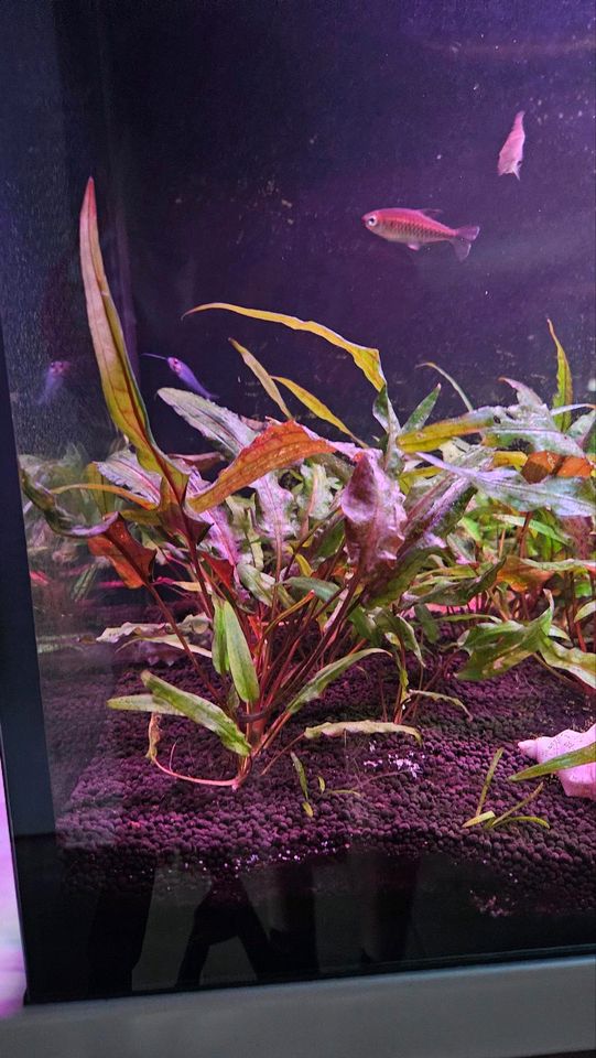 Aquariumpflanze, Wasserkelch, Cryptocoryne in Schkeuditz