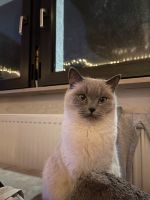 Erwachsene Bkh Katze abzugeben Rheinland-Pfalz - Hettenleidelheim Vorschau