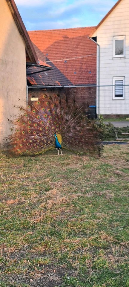 Pfauen Eier, blauer Pfau, schwarzflügel Pfau in Hardegsen