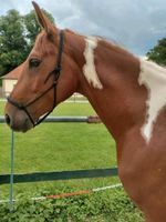 American Paint Horse  Quarter Horse Painthorse wallach Hessen - Petersberg Vorschau