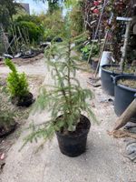 Serbische Fichte Picea omorika 40-60cm im 7,5 Liter Topf Nordrhein-Westfalen - Simmerath Vorschau