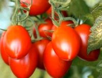 Tomatenpflanzen alte seltene Sorte Karamel Rome Berlin - Spandau Vorschau