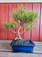 Bonsai Bergkiefer Niedersachsen - Ritterhude Vorschau