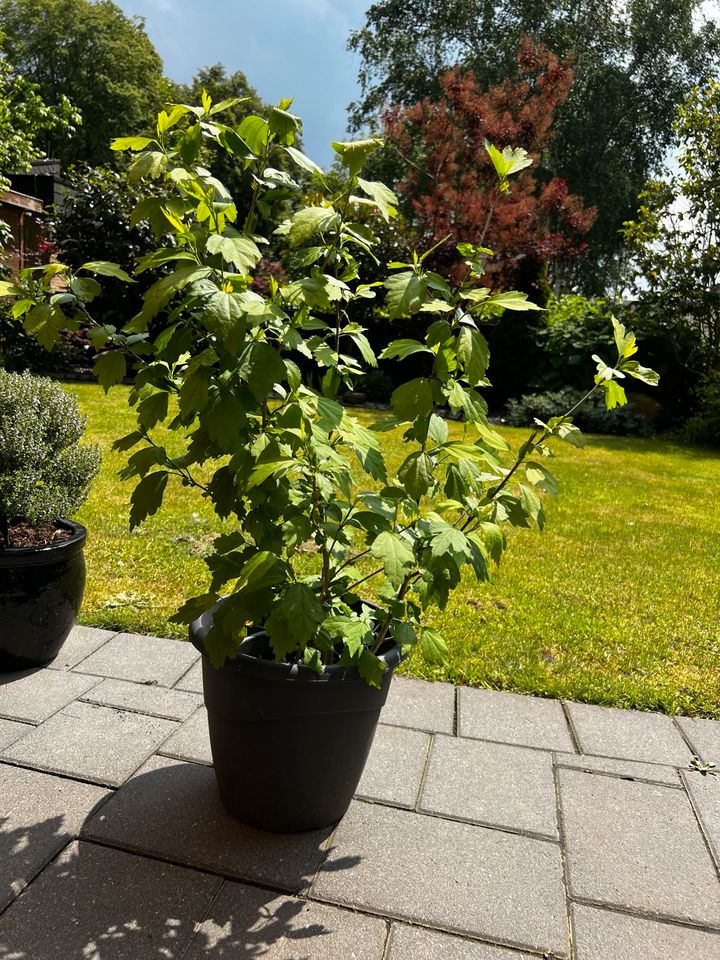 Hibiskus Pflanze in Mönchengladbach