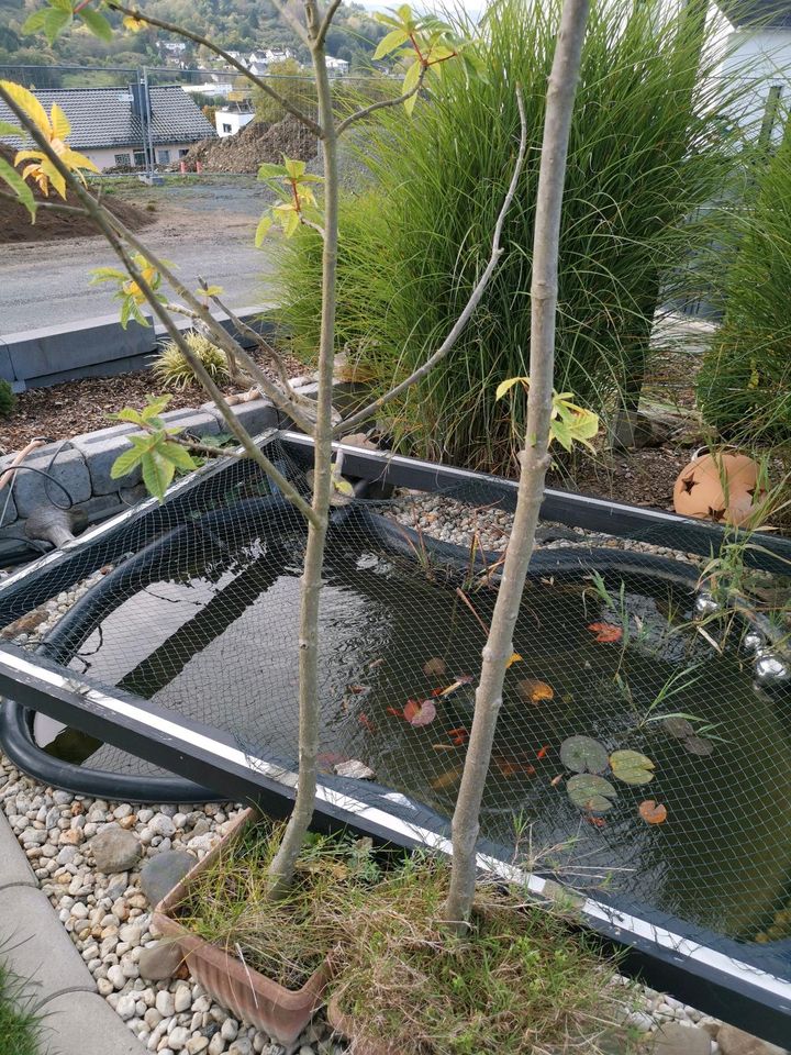 2 Kastanien im Topf, Höhe ca. 200cm in Mittenaar