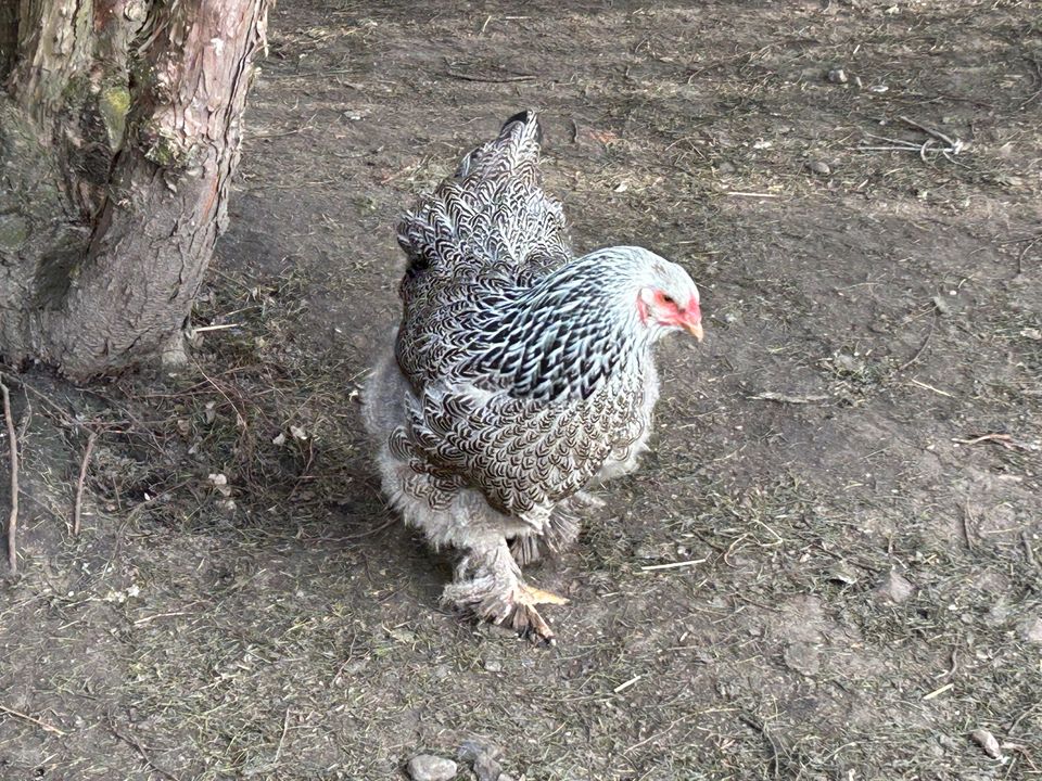 Bruteier grosse Brahma Hühner Henne Hahn in Großefehn