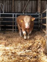 Fleckvieh Simmental Jungbulle PP HB Eu Bio Hessen - Büdingen Vorschau