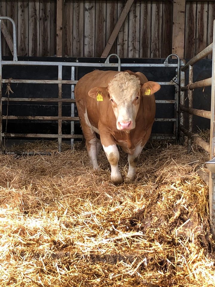 Fleckvieh Simmental Jungbulle PP HB Eu Bio in Büdingen