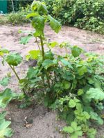 Brombeerpflanzen 2-er Bioqualität Parchim - Landkreis - Pinnow Vorschau