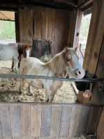 Offenstall Pony Shetty 24/7 Heu VP Nordrhein-Westfalen - Recklinghausen Vorschau