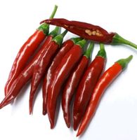 Thai Chili rot oder orange optimal für die Asia Küche Rodenkirchen - Sürth Vorschau