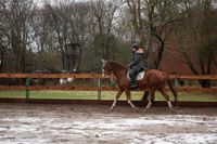 Reitbeteiligung (Mensch sucht Pferd) Berlin - Hohenschönhausen Vorschau