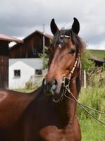 Wallach Spanier Freizeitpferd Rohdiamant Bayern - Arnstorf Vorschau