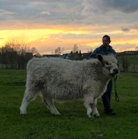 Galloway Kuh 23 Monate Herdenschutzhund gewöhnt Mecklenburg-Vorpommern - Neubrandenburg Vorschau