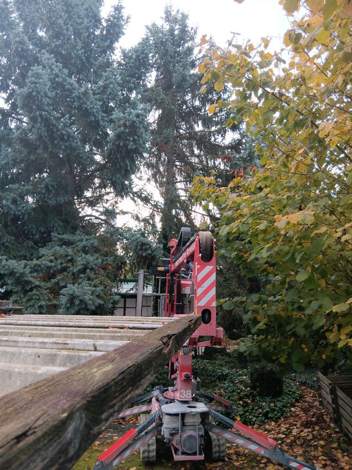 Biete Baumfällung Baumstumpffräsen Grünpflege in Steinheim