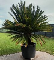 Cycas Revoluta-Palmfarn-Japanische Sagopalme/Gesamthöhe 250CM Nordrhein-Westfalen - Viersen Vorschau