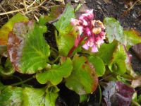 Garten-Bergenie,  Bergenia cordifolia,  rosa Blüten Berlin - Hellersdorf Vorschau