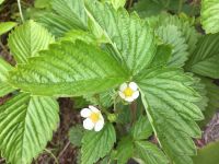 Walderdbeeren - Erdbeere - Obst - Pflanze Brandenburg - Borkwalde Vorschau