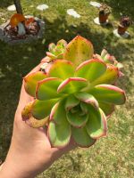 Aeonium Macaroon (Leucoblepharum Variegated) - Sukkulenten Baden-Württemberg - Gottmadingen Vorschau