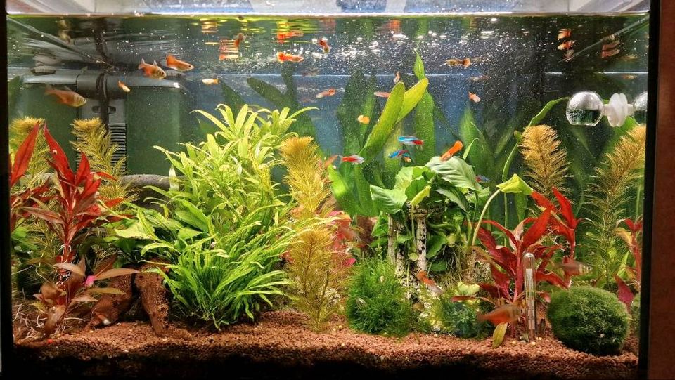 Verschiedene Wasserpflanzen/Aquariumplanzen ⭐️Pflanzenpaket⭐️ in Augustdorf