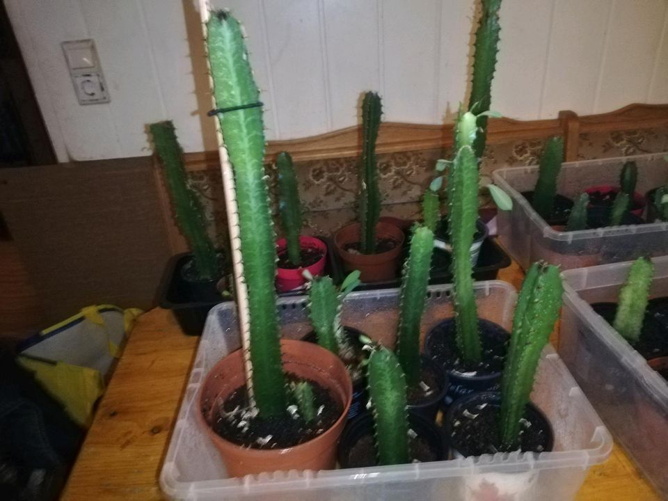 Kaktus zu verkaufen oder zu tauche in Düsseldorf